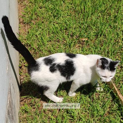 Photo 1/1 Found cat Found in Pau