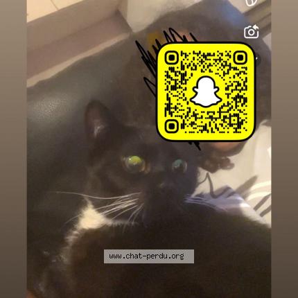 Photo 1/1 Nala Chat lost in Molenbeek saint jean