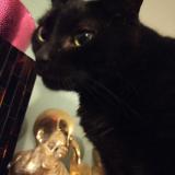 Picture of cat lost at Lattes