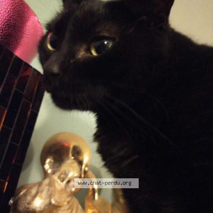 Photo 1/1 Nala Chat lost in Lattes