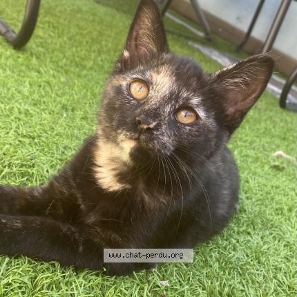 Photo 1/1 Meethi Chat lost in Reze