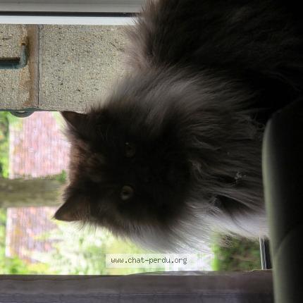 Photo 1/1 Ako Chat lost in Lausanne