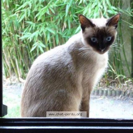 Photo 1/1 Francoise Poette Chat lost in Pessac