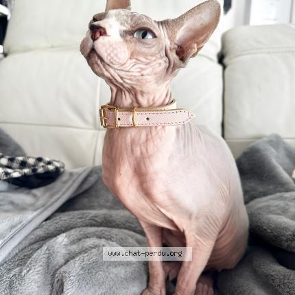 Photo 1/1 Vanille Chat lost in Paris