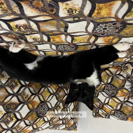 Photo 1/1 Marcel Chat lost in Lille