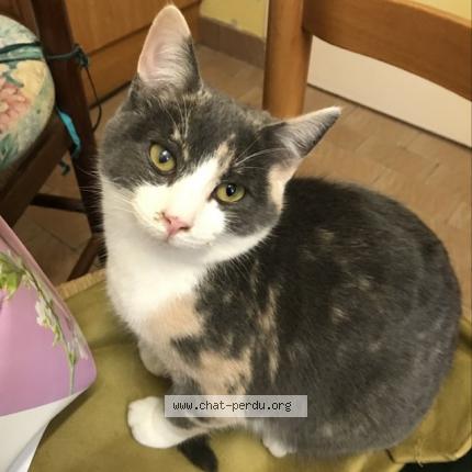 Photo 1/1 LISA Chat lost in L aumone belforet en perche