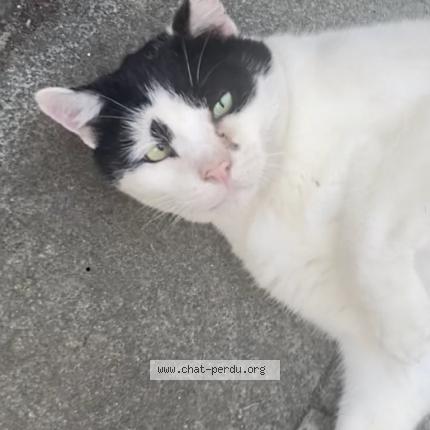 Foto van gevonden kat in Grezdoiceau