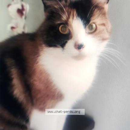 Photo 2/2 Séverine Seil Chat lost in Gagny