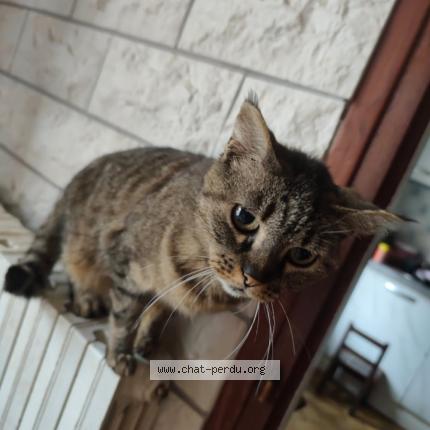 Photo 1/1 Grisette Chat lost in Suris