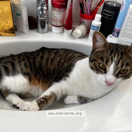 Photo 1/1 Flash Chat lost in Montfermeil