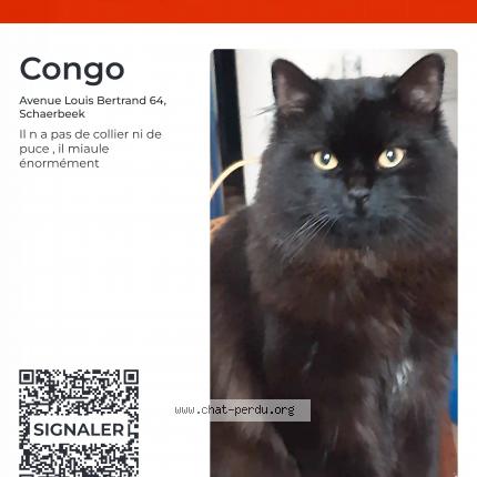Photo 1/1 Congo Chat lost in Schaerbeek