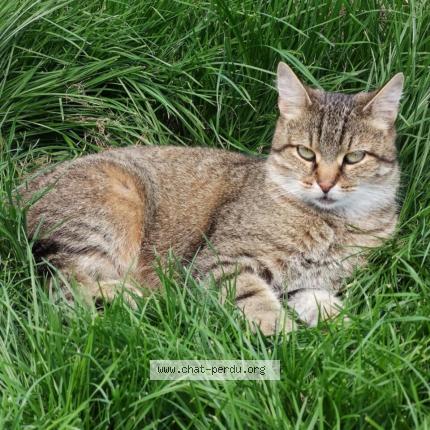 Foto 1/1 Mia Kat vermist in Wasseiges
