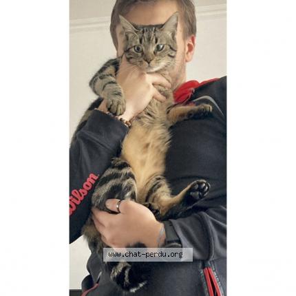 Photo 1/1 LIXIE Chat lost in Merignac