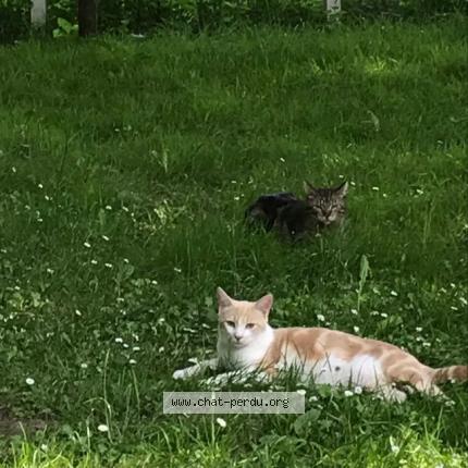 Photo 1/1 praline Chat lost in Belforet en perche