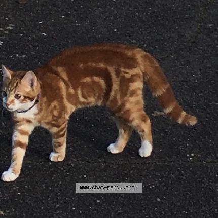 Photo 1/1 Simba Chat lost in Argentinuil