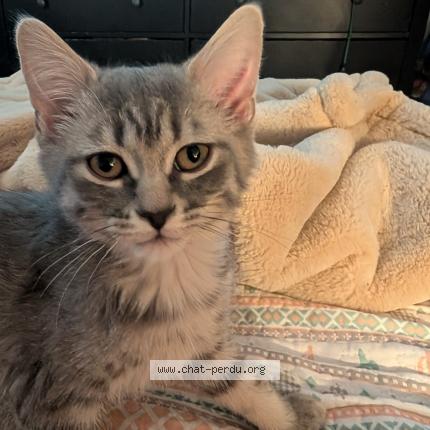 Photo 1/1 Vivian Chat lost in Granby