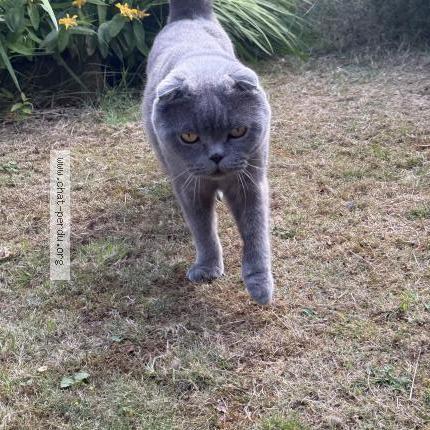 Photo 1/1 Siberie Chat lost in Court saint etienne