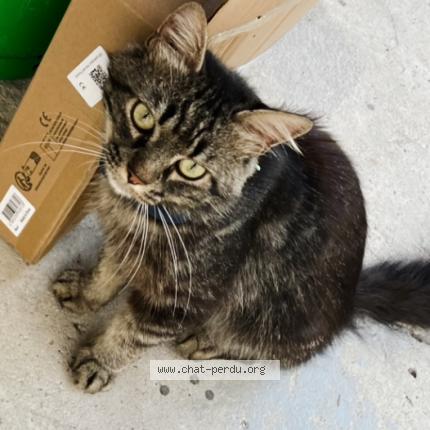 Photo 1/1 Moche Chat lost in Le pontet