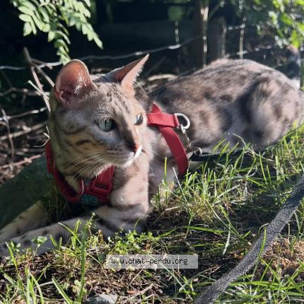 Photo 1/1 Reunited cat Lost in Roxton Pond