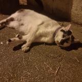 Picture of cat found at Sucy En Brie