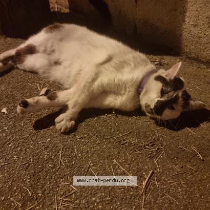 Photo 1/1 Found cat Found in Sucy en brie