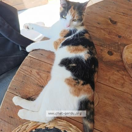 Photo 1/1 Mimi Chat lost in Castelnau de medoc