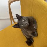 Picture of cat lost at Draguignan