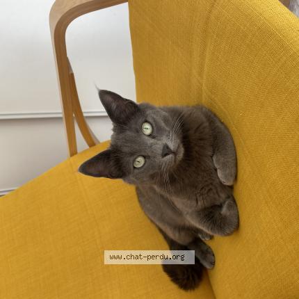 Photo 1/1 Tekila Chat lost in Draguignan