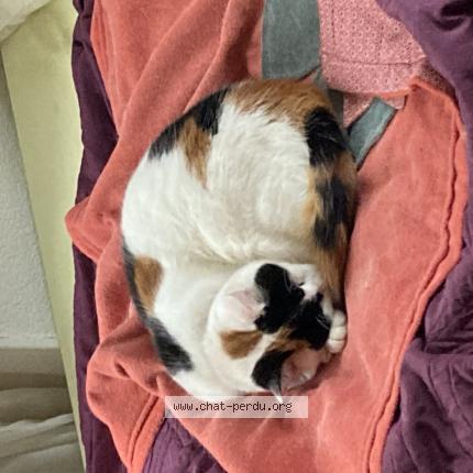 Photo 1/1 Lune Chat lost in Guebwiller