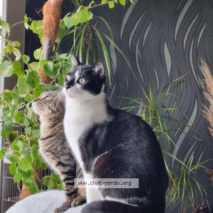 Photo 1/1 Venom Chat lost in Pontault combault