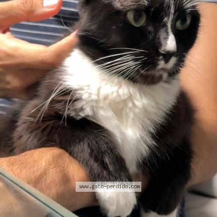 Photo 1/1 Bis Chat lost in Callao
