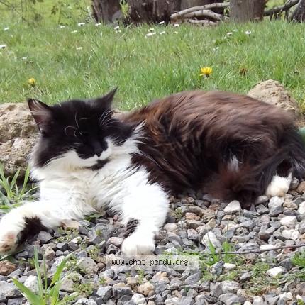 Photo 1/1 Mimi Chat lost in Pressignac