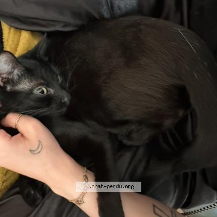 Photo 1/1 Yuki Chat lost in Marmande