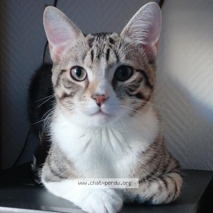 Photo 1/2 Fripouille Chat lost in Jurancon