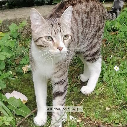 Photo 2/2 Fripouille Chat lost in Jurancon