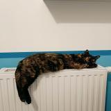 Picture of cat lost at Saint Martin Du Var