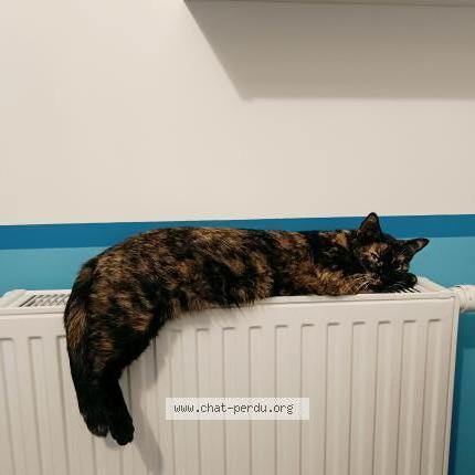 Photo 1/2 Roxy Chat lost in Saint martin du var