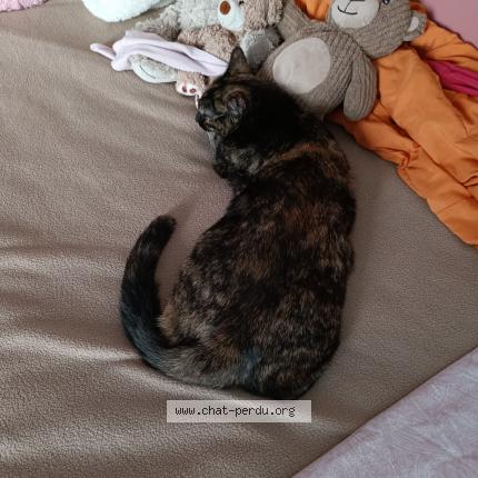 Photo 2/2 Roxy Chat lost in Saint martin du var