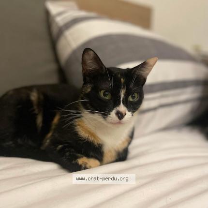 Photo 1/1 Arya Chat lost in Besancon