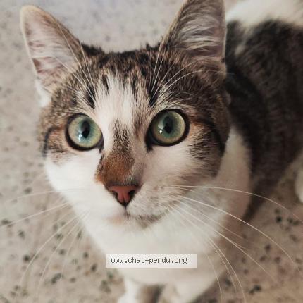 Photo 1/1 Mia Chat lost in Ans