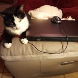 Picture of cat lost at Curchy