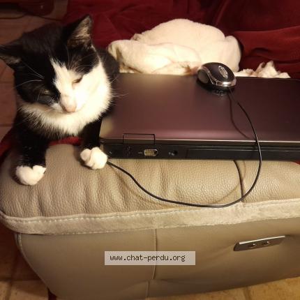 Photo 1/1 CALINE Chat lost in Curchy