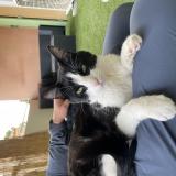 Picture of cat lost at Marignane 13700