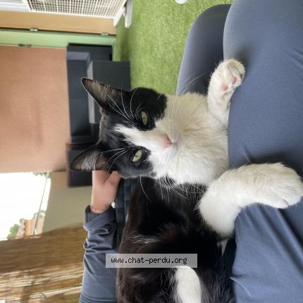 Photo 1/1 Cat reunited Lost in Marignane 13700