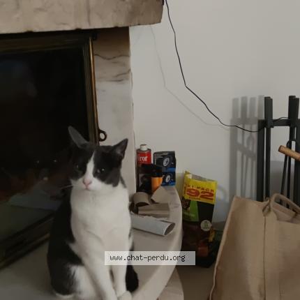 Photo 1/1 Ultia dit trixie Chat lost in Visseiche