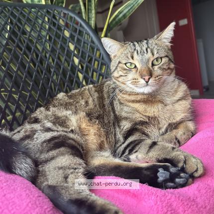 Photo 1/1 Tigrou Chat lost in Saint martin la pallu