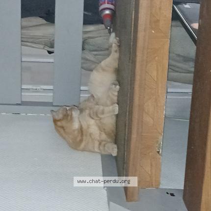 Photo 1/1 Nougat Chat lost in Peronne