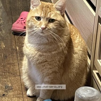 Foto 1/1 Kat teruggevonden Vermist in Tilff