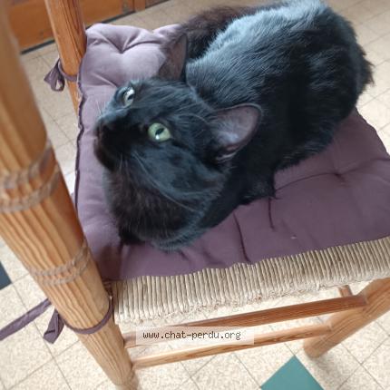 Photo 1/1 Kili Chat lost in Montbrison