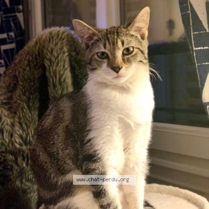 Photo 1/1 MOKA Chat lost in Meylan